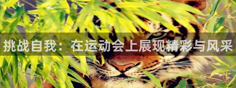 球深体育比分：挑战自我：在运动会上展现精彩与风采