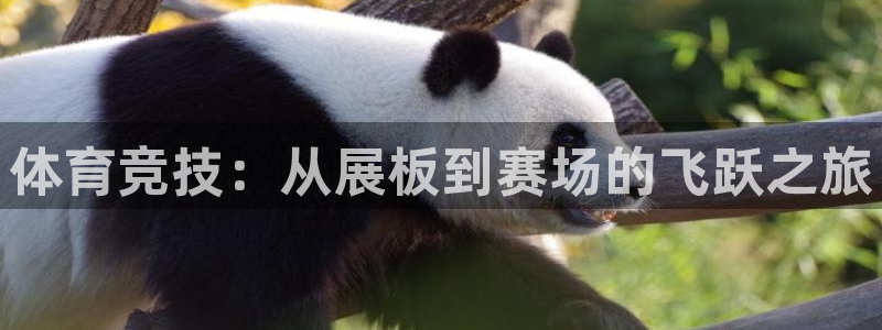 球深体育比分：体育竞技：从展板到赛场的飞跃之旅